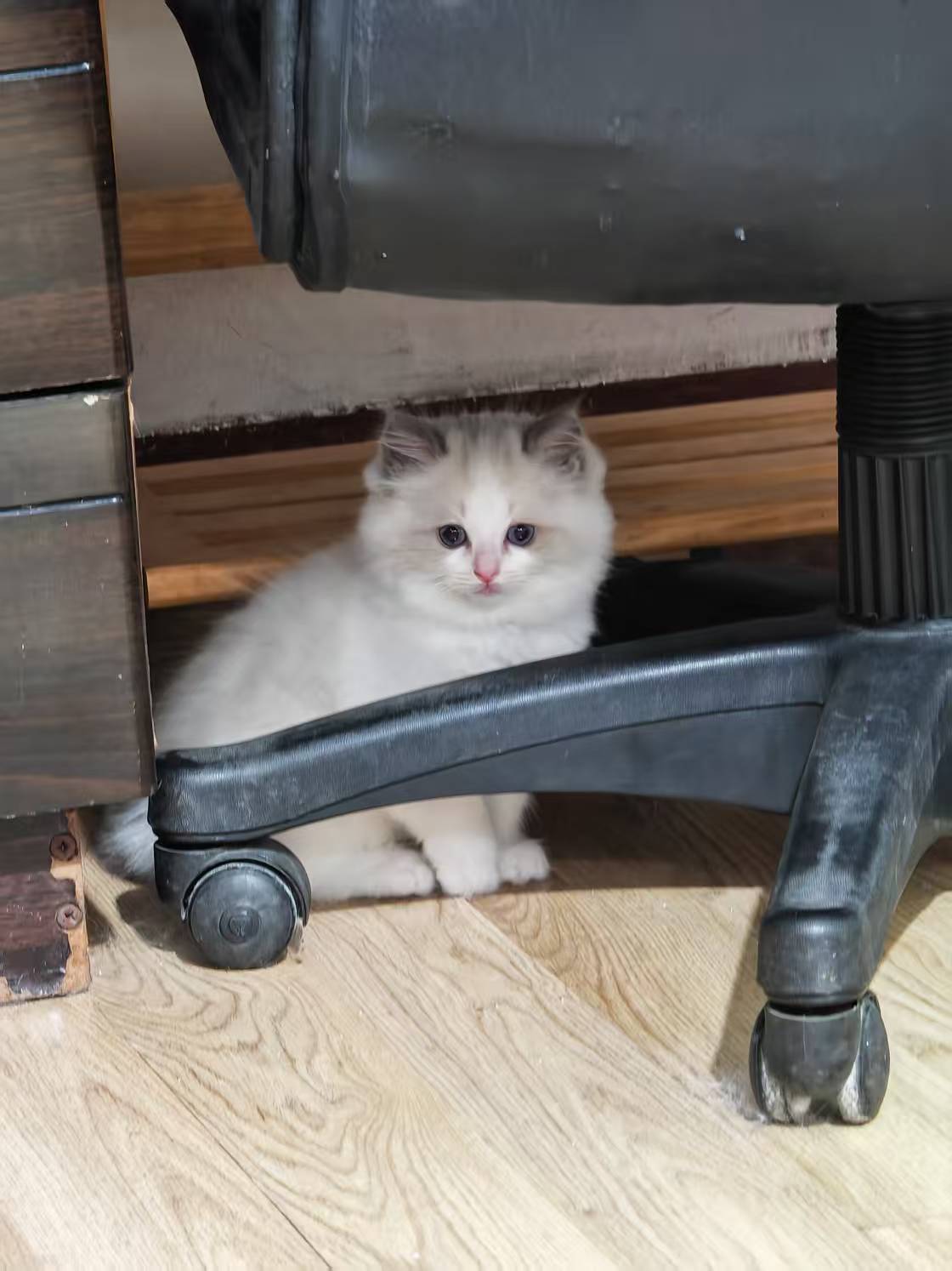 自家可爱纯种布偶猫，脸正